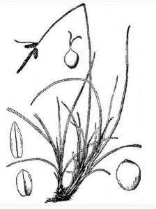 圓囊苔草 圓囊苔草