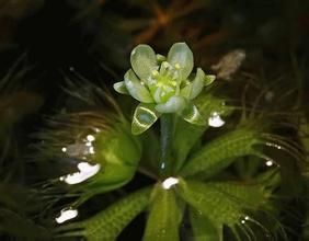 囊泡貉藻 囊泡貉藻