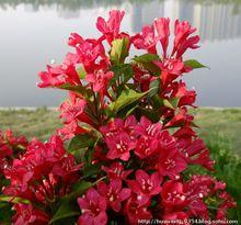 紅王子錦帶花觀賞