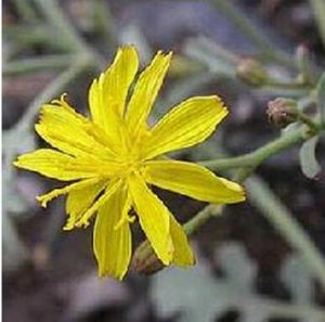 灰白粉苞菊 灰白粉苞菊