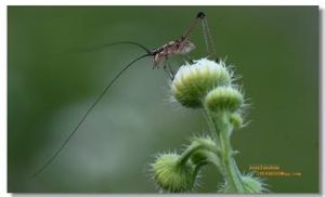 花螽斯 花螽斯