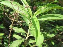 艾納香[菊科植物]