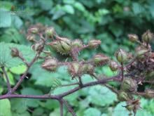 大序懸鉤子 大序懸鉤子