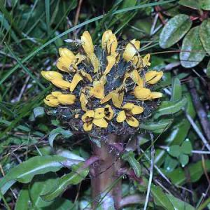 絹毛苣屬 絹毛苣屬