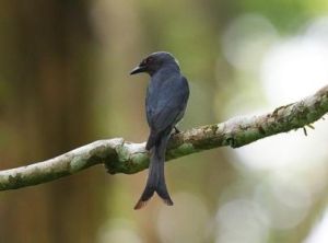 灰卷尾婆羅洲亞種 灰卷尾婆羅洲亞種