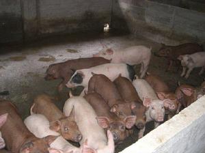 塘坑土豬 塘坑土豬