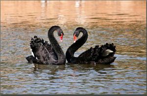 黑天鵝趨勢 黑天鵝趨勢