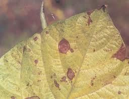 小豆殼二孢 小豆殼二孢