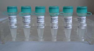 純化抗體 純化抗體