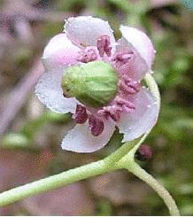 傘花落地梅 傘花落地梅