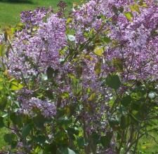 紫穗珊瑚 紫穗珊瑚