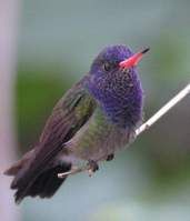 藍喉蜂鳥 藍喉蜂鳥