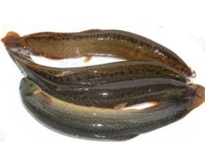 台灣泥鰍 台灣泥鰍