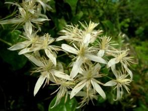 山鐵線蓮 山鐵線蓮