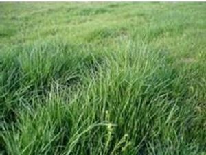 百坡山苔草 百坡山苔草