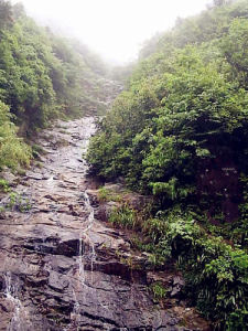 白水嶺熱帶森林自然保護區 白水嶺熱帶森林自然保護區