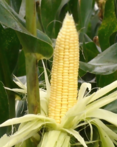 惠甜5號 惠甜5號