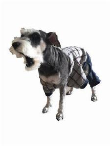 雪納瑞犬 雪納瑞犬