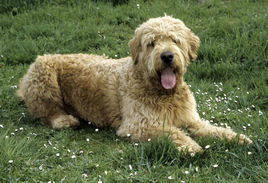 拉布拉多貴賓狗