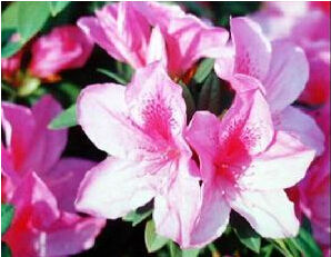 毛柱杜鵑 毛柱杜鵑