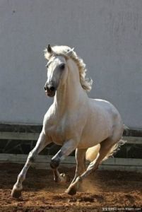 安達盧西亞馬 安達盧西亞馬