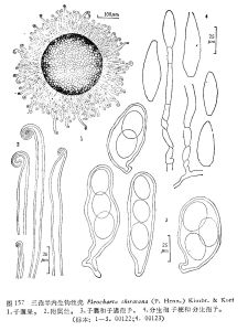 三孢半內生鉤絲殼 三孢半內生鉤絲殼