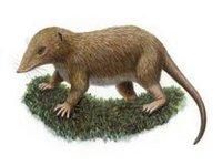 恐頭獸亞目 恐頭獸亞目