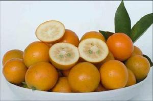 瀏陽金桔 瀏陽金桔