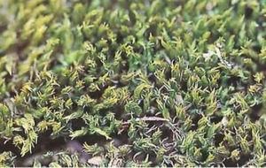 水石蘚屬 水石蘚屬