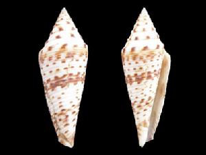 龍王芋螺 龍王芋螺