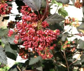 紫葉風箱果 紫葉風箱果