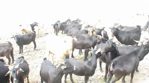 福元村-山羊養殖