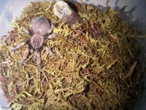 德洲金背 德洲金背