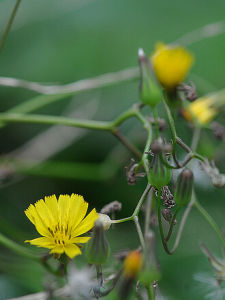 角冠黃鵪菜 角冠黃鵪菜