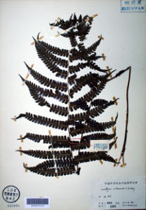 四川蛾眉蕨 四川蛾眉蕨