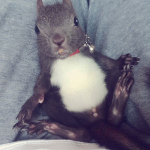 魔王松鼠 魔王松鼠