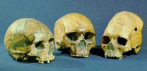 山頂洞人骨骼化石復原