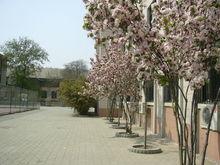 天津七中校園景色