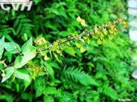 長柄山螞蝗屬 長柄山螞蝗屬