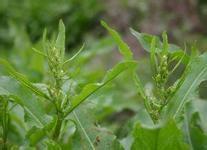 羊蹄酸模 羊蹄酸模