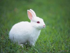 可以通過從動物身上提取細胞，再使用這種人工生殖器即可培育出小兔子