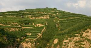 呂梁山區的梯田“掛地”