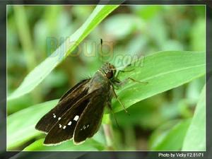 曲紋稻弄蝶 曲紋稻弄蝶