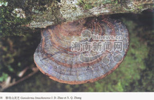 尖峰嶺靈芝 尖峰嶺靈芝