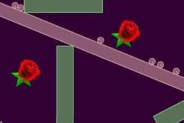 羞答答的玫瑰 羞答答的玫瑰