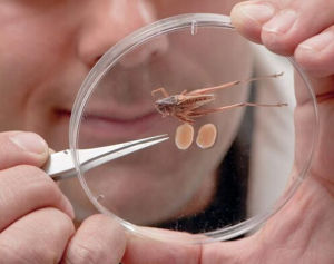 圖伯魯斯灌叢蟋蟀 圖伯魯斯灌叢蟋蟀