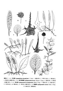 伏石蕨（原變種）