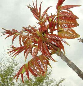 紅香椿 紅香椿