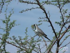 小長尾鳩 小長尾鳩