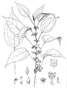 舌柱麻屬 舌柱麻屬